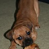 Tyson